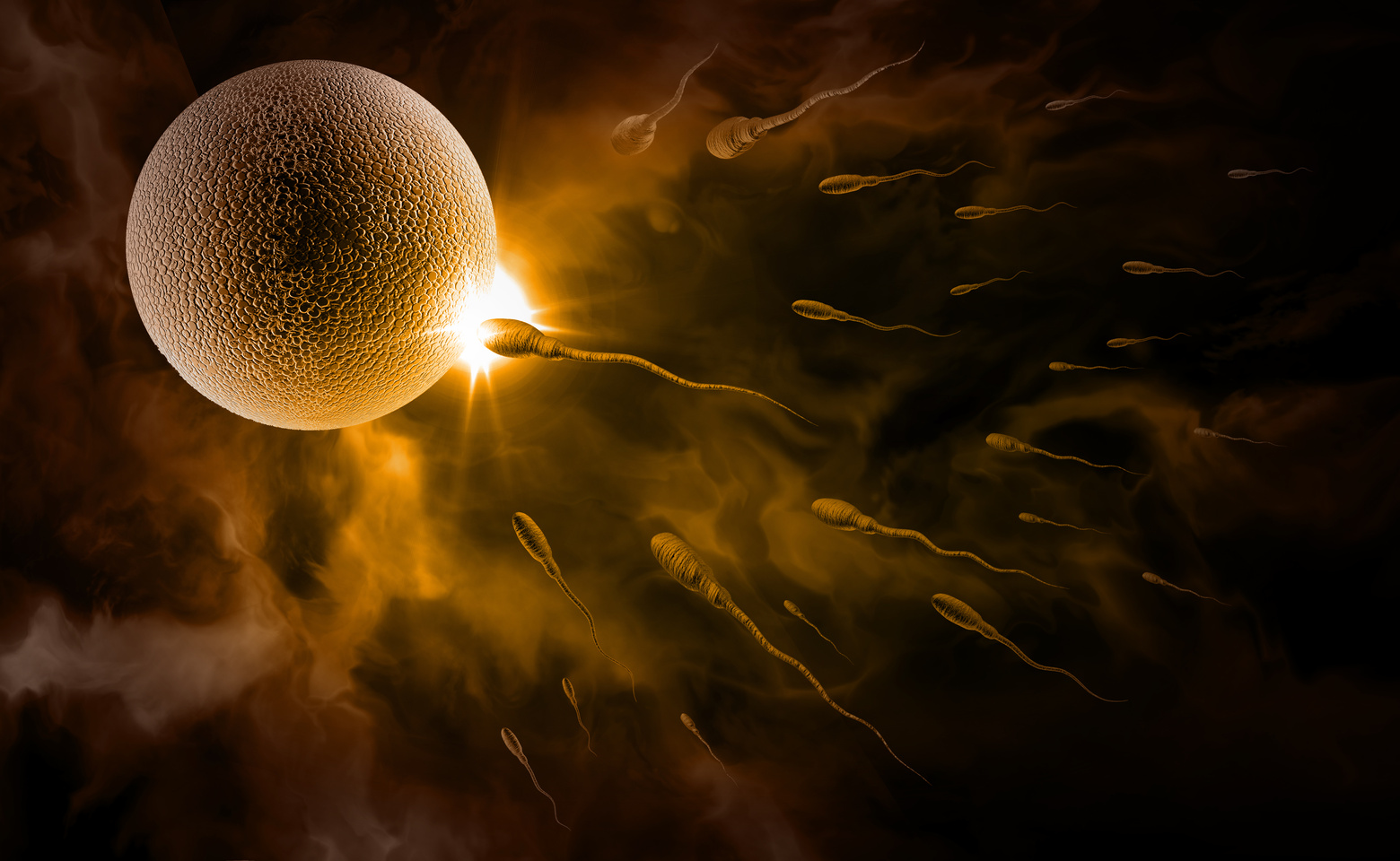 Sperm and Egg