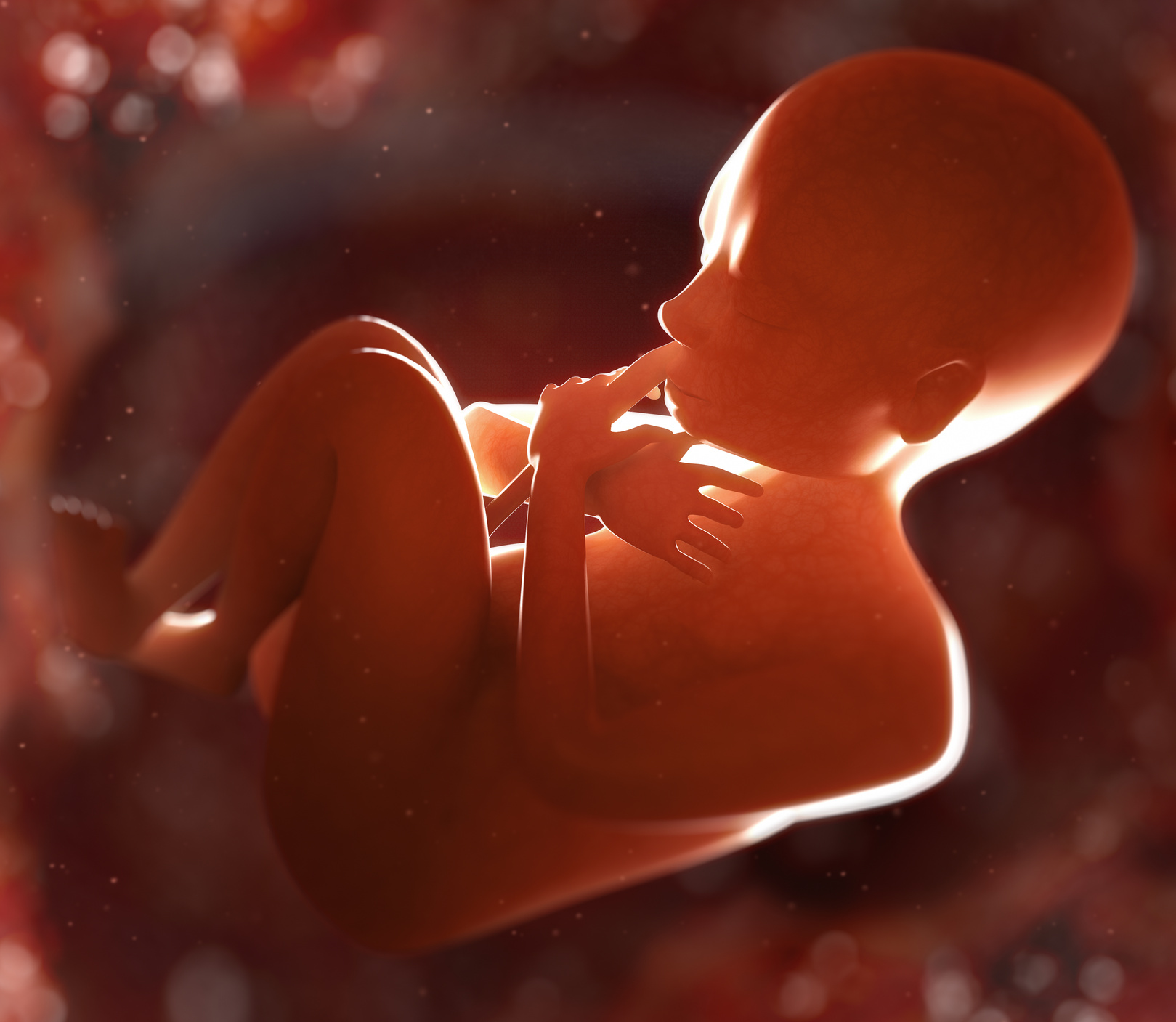 7-month fetus in womb